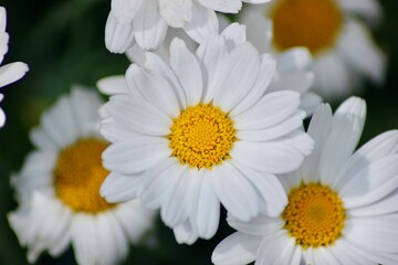 Fototapeta premium A beautiful summer flower