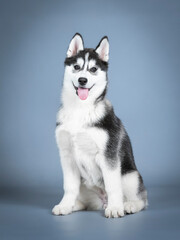 Siberian husky puppy sitting in a photo studio