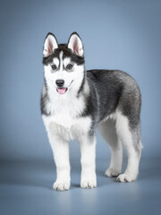 Siberian husky puppy standing in a photo studio