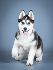 Siberian husky puppy walking in a photo studio