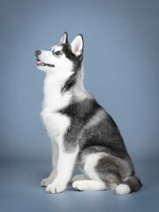 Fototapeta premium Siberian husky puppy sitting in a photo studio