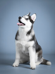 Siberian husky puppy sitting in a photo studio