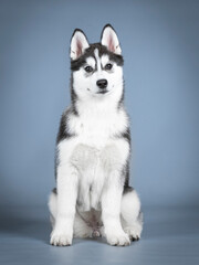 Siberian husky puppy sitting in a photo studio