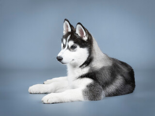 Siberian husky puppy lying in a photo studio
