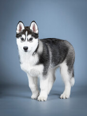 Siberian husky puppy standing in a photo studio