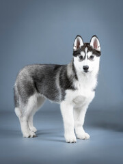 Siberian husky puppy standing in a photo studio