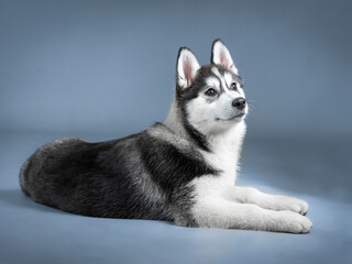 Siberian husky puppy lying in a photo studio
