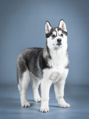 Siberian husky puppy standing in a photo studio