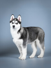 Siberian husky puppy standing in a photo studio