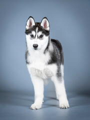 Siberian husky puppy standing in a photo studio