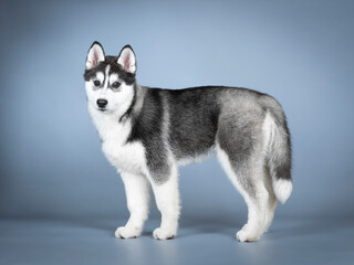 Siberian husky puppy standing in a photo studio