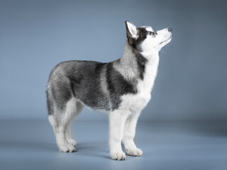 Siberian husky puppy standing in a photo studio