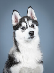 Fototapeta na wymiar Studio portrait of a siberian husky puppy