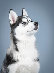 Studio portrait of a siberian husky puppy © xyo33