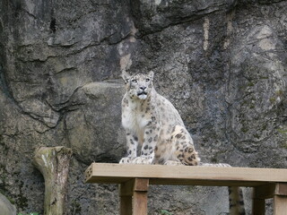 Snow leopard ユキヒョウ