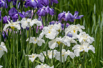 Fototapeta premium Iris in the pond in the Imperial Palace in Tokyo