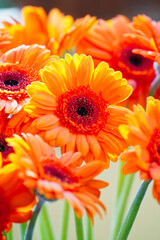 orange gerbera flower