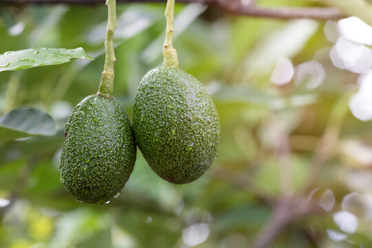 Close up avocado in garden