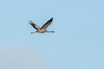 one crane flies in the sky