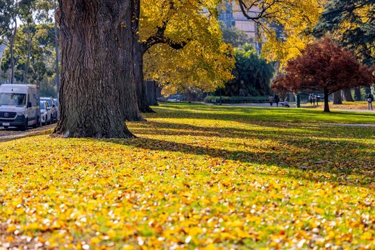 メルボルン　シティ　紅葉　Melbourne City Autumn Leave 