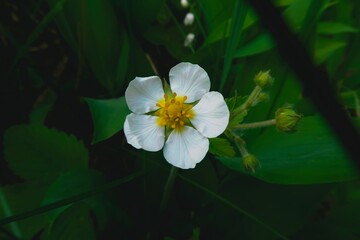 white and yellow flower