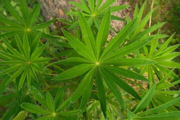 close up of marijuana