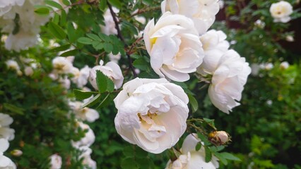 Obraz premium white magnolia flowers