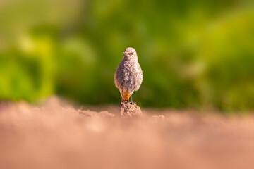 a female redstart looking for food on a freshly plowed field