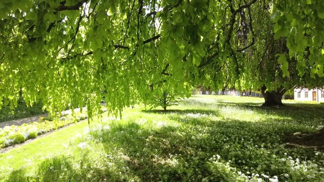 Nature walk under a beautiful old big tree with pending branches full of green foliage in spring