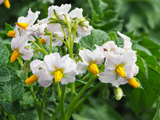 Nahaufnahme von Bl&uuml;ten der Kartoffel Pflanze 