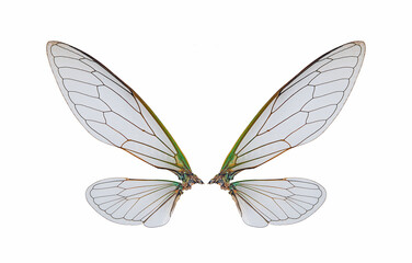 cicada insect wings isolated on a white