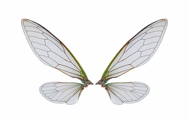 Foto op Plexiglas cicada insect wings isolated on a white © supasart