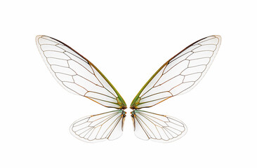 closeup cicada insect wings on a white,isolated