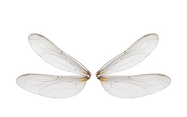dragonfly insect wings on a white background,isolated - obrazy, fototapety, plakaty