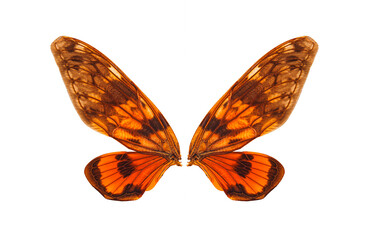 brown cicada insect wings on white background,isolated