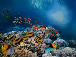 Foto auf Acrylglas Unterwasserszene. Korallenriff und Fischgruppen © vlad61_61
