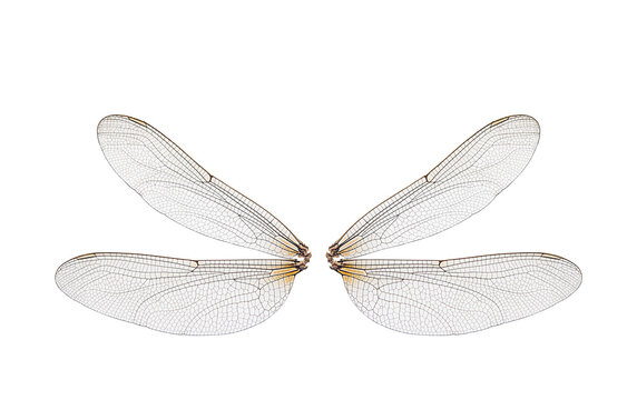 dragonfly insect wings on a white background,isolated