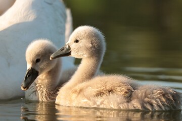 Young swans follow their mother on a sunny morning