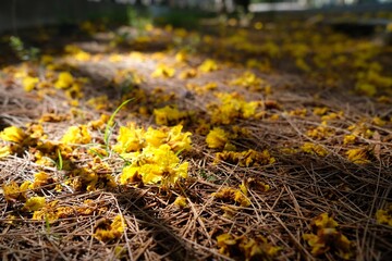 select focus yellow flowers falling on the ground