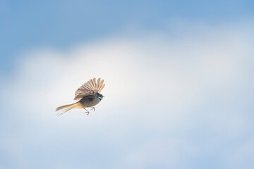 Fantail bird in flight with wings wild open, against a blue sky with white clouds.