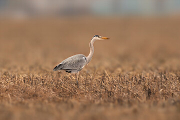 a gray heron is looking for food on a brown autumn field