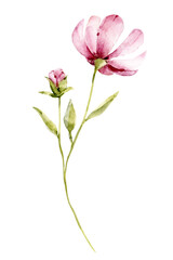 Naklejka na ściany i meble Pink single flower, watercolor floral illustration, decoration for poster, greeting card, birthday, wedding design. Isolated on white background. Hand painting.