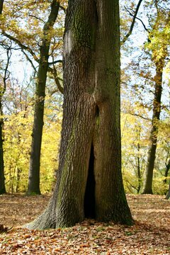 Tree standing outdoors