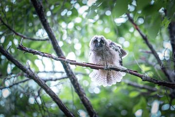 北海道の初夏、トラフズクのヒナ。
