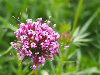 Langgriffliger Rosenwaldmeister	
