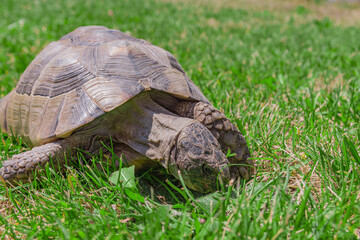 a turtle in a green meadow in summer