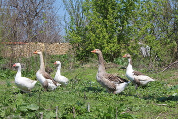 group of geese