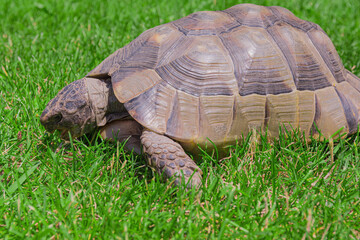 a turtle in a green meadow in summer