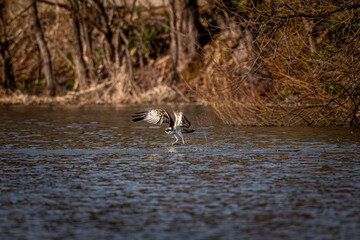 北海道の春、ミサゴの捕獲。