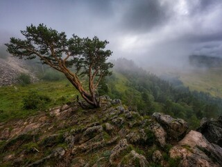 misty morning in the mountains